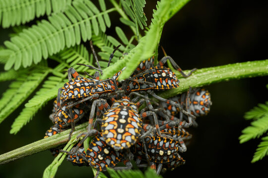 Newborn stink bugs clustered on brown branch