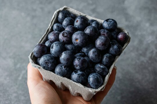 Close up of a hand holding a punnet of fresh ripe blueberries on a gray background