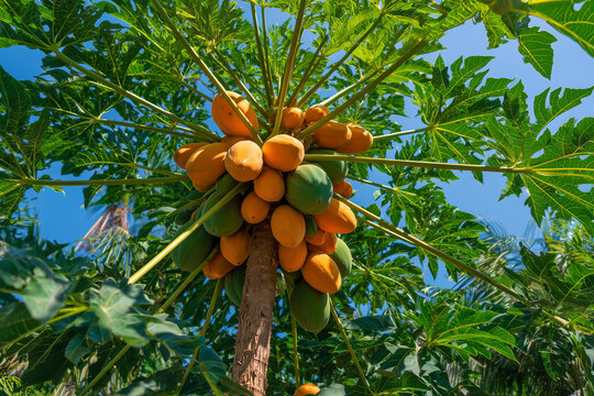 Papaya tree with ripe fruit, tall tropical papaya tree with clusters of orange and green papayas hanging from the trunk.