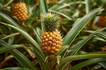 Fototapeta premium Pineapple plant with ripe fruit, tropical pineapple plant with green spiky leaves and golden pineapple growing in the middle