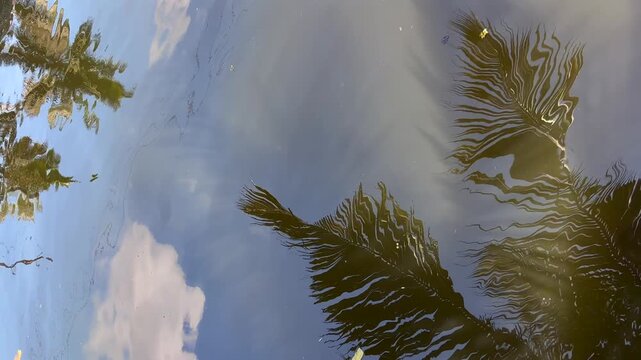 Reflection of coconut palm leaves shimmering on gently undulating water, creating abstract patterns and a tranquil tropical atmosphere