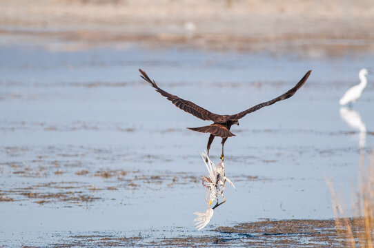 A Western Marsh Harrier carries its prey in its talons over shallow waters.