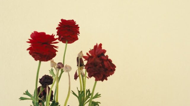 Handheld shot red ranunculus flowers on stems against beige background. Blooming and wilted buttercup flowers with buds and green leaves, minimal floral composition