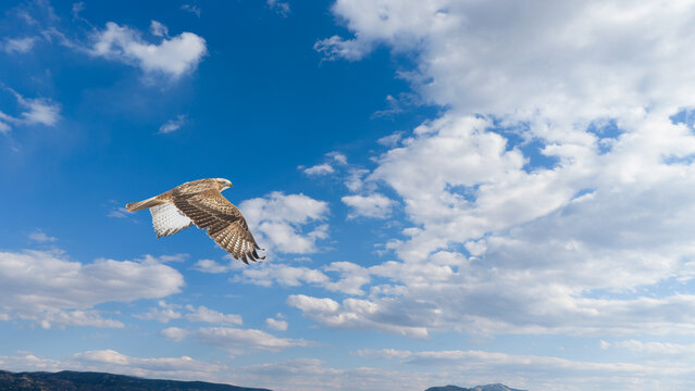 A detailed view of the underside of a Long-legged Buzzard&rsquo;s wings as it flies against a cloudy sky. The grace and flight technique of birds of prey.