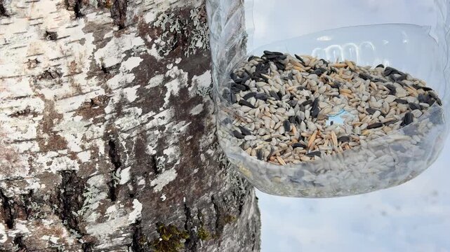 Handmade bottle bird feeder on birch, five liter plastic bottle repurposed to hold mixed seeds, snow dusted bark, cold winter light.