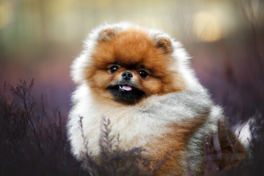 happy pomeranian spitz dog portrait in heather