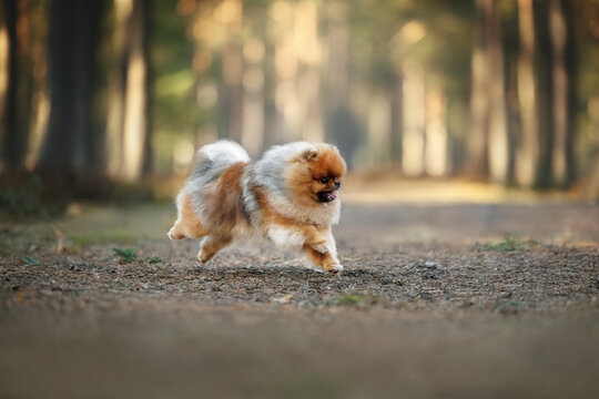 happy pomeranian spitz dog runs in the forest