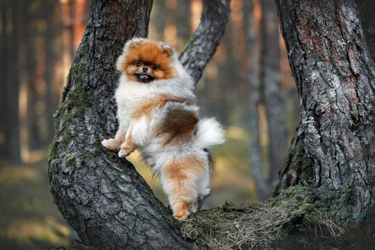 happy pomeranian spitz dog posing on a tree in the forest