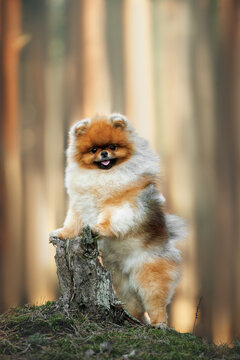 happy pomeranian spitz dog posing on a tree stump in the forest