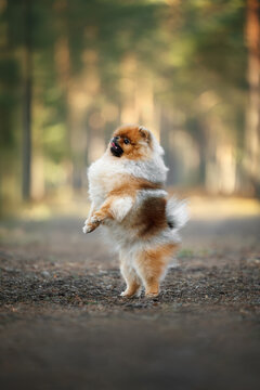 happy pomeranian spitz dog standing on hind legs in the forest