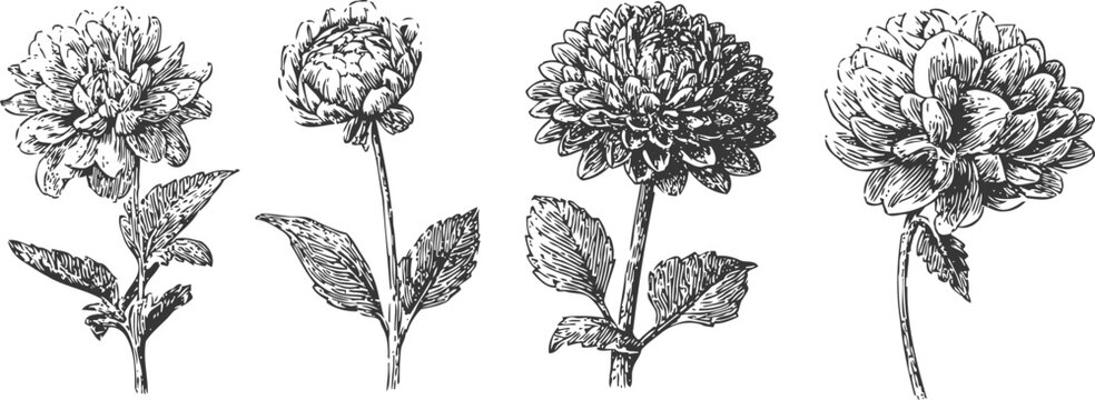 Vintage botanical illustration of four detailed chrysanthemum flowers with leaves in black and white