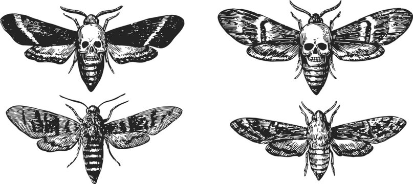 Four detailed black and white drawings of death's head hawkmoth moth with skull pattern on thorax insects collection