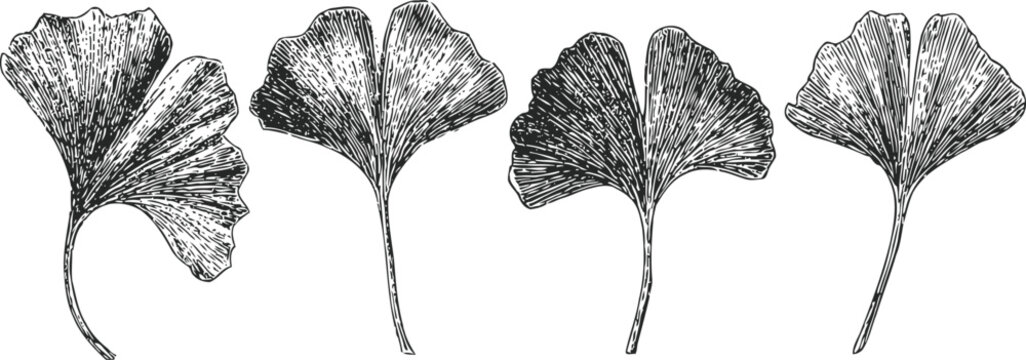 set of four vintage ginkgo biloba leaves illustrations in black and white detailed line art