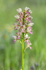 Fototapeta premium A detailed macro shot showing the intricate patterns and colors of the rare Orchis x tochniana hybrid orchid blooming in the wild nature of Cyprus.