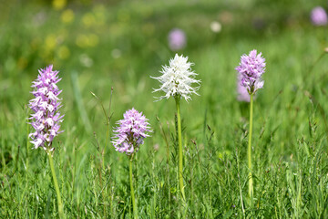 Fototapeta premium A wide macro shot showing a rare white albino Orchis italica growing naturally between several common pink Italian orchids in a lush green meadow in rural Cyprus.