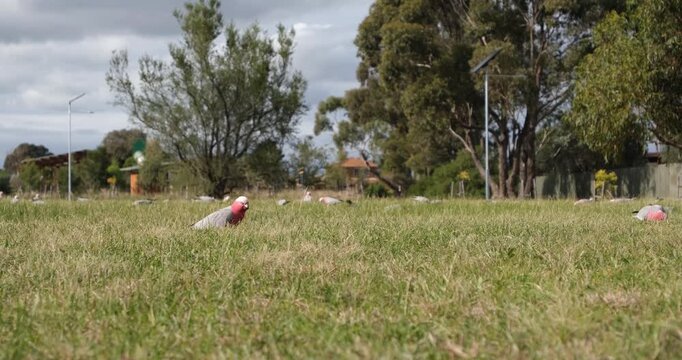 A flock of pink and grey cockatoos (Galahs or rose-breasted cockatoos) feeding on the grass in an urban public park in Melbourne, Australia. Wildlife and suburban neighborhoods coexisting