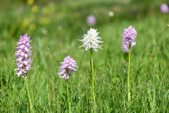 A wide macro shot showing a rare white albino Orchis italica growing naturally between several common pink Italian orchids in a lush green meadow in rural Cyprus.
