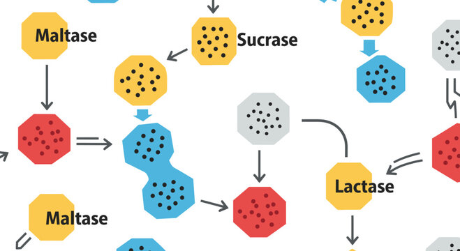 Enzymatic Hydrolysis Process Diagram Vector Illustration Featuring Maltase Sucrase and Lactase Enzyme Catalysis Mechanism for Biochemistry and Molecular Biology Education