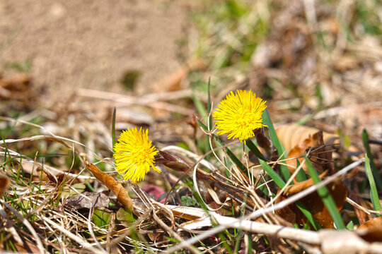 Blooming coltsfoot in spring.