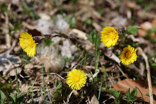 Blooming coltsfoot in spring.