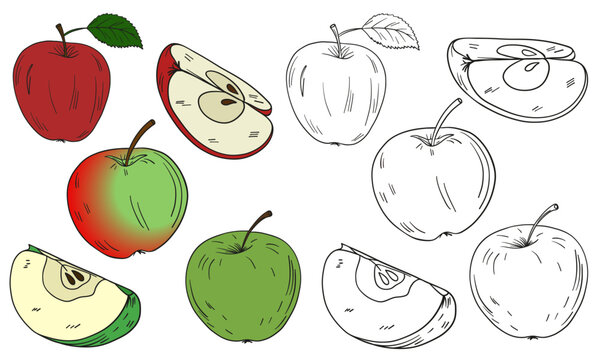 Hand-drawn illustration set of apples in full color and black outline art. Apples, sliced pieces, and leaves in colored style clean line art for coloring and versatile design use