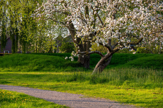 blooming fruit tree in a public garden in Butjadingen-Burhave