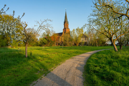 public fruit garden and church St. Petri in Butjadingen-Burhave during spring