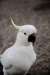 white cockatoo parrot © Louis