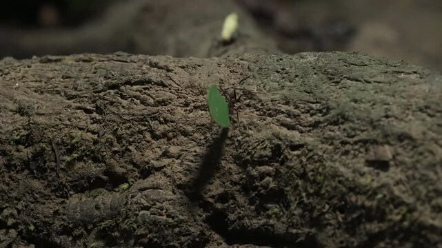 Leaf-cutter ants transporting a flower and leaf across a jungle log