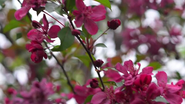 Flowering Crabapple Blossoms Close Up. Soft Spring Nature Background.
Close up of delicate flowering crabapple (Malus) blossoms in soft natural light. 
