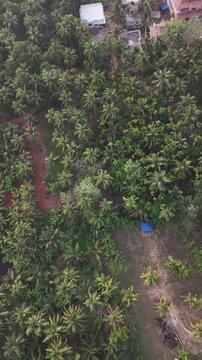 Drone footage reveals dense coconut palm grove with vibrant green canopy stretching across the frame. Distinctive red laterite soil paths wind through the plantation. Small buildings with white and bl