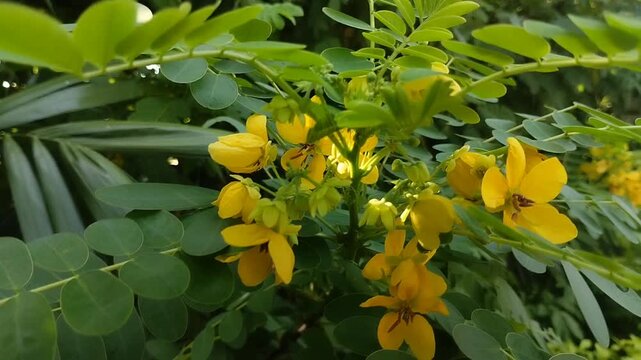Senna bicapsularis, Cassia bicapsularis, Winter Cassia, or Christmas Bush. Its leaves and fruit are effective in treating digestive problems, and its scent is effective in repelling mosquitoes.