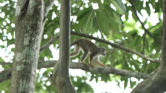 A wild squirrel monkey moves along a tree limb in the lush jungle canopy