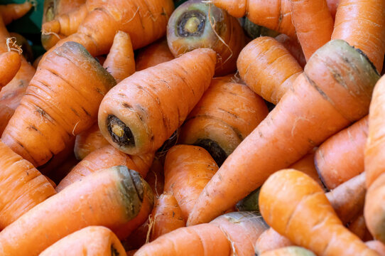Fresh carrots in close up showing natural texture and earthy surface in market vegetable display
