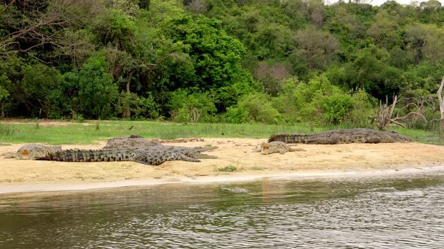 Group of Nile crocodiles basking on a sandy riverbank along the Nile River in Uganda, filmed from a moving boat with natural African wildlife and lush green vegetation in the background.