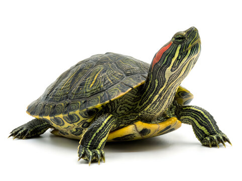 A turtle with a red stripe on its neck and a colorful shell isolated on white background