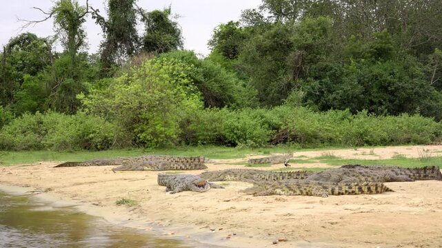 Nile crocodiles resting with mouths wide open on the banks of the Nile River, Uganda, filmed from a drifting boat