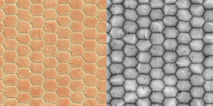 Green Snake Skin and Height Map Comparison