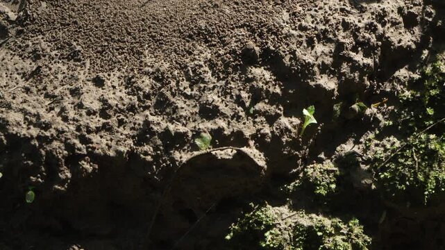 A worker ant shows incredible strength carrying foliage in the rainforest