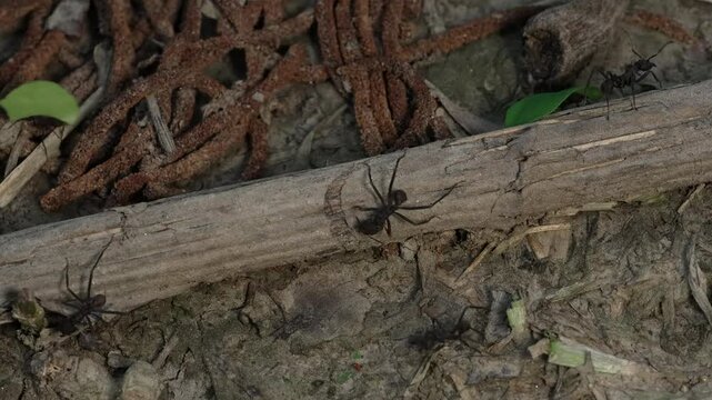 Macro close-up of large soldier ants and smaller workers foraging on a fallen branch in the rainforest