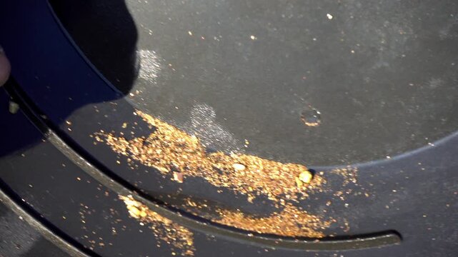 Prospector inspects gold dust and nuggets left behind in pan.