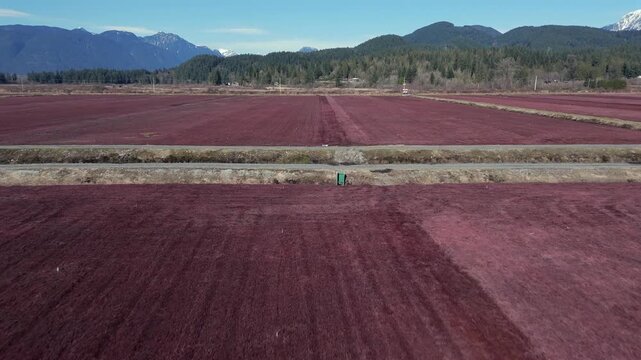 Rows of Deep Red Cranberry Fields Stretch Across Flat Farmland With Forested Mountains in the Background at a Farm in Pitt Meadows, British Columbia, Canada - Drone Flying Forward