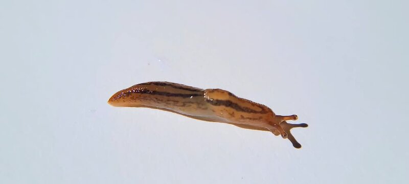 A brownish grey slug crawling on a plain white background, showing its movement.