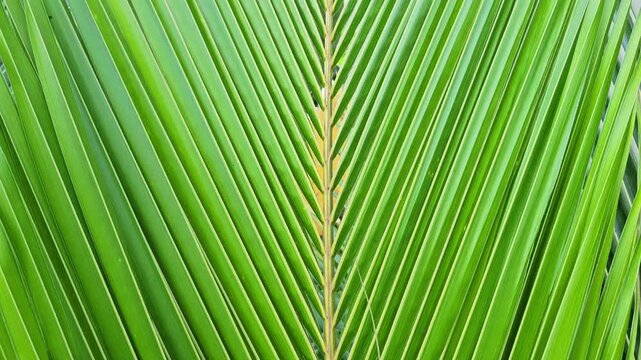 Close up view of green palm leaf with symmetrical pattern and central vein, tropical plant foliage texture filling frame with natural lines and structure in outdoor environment