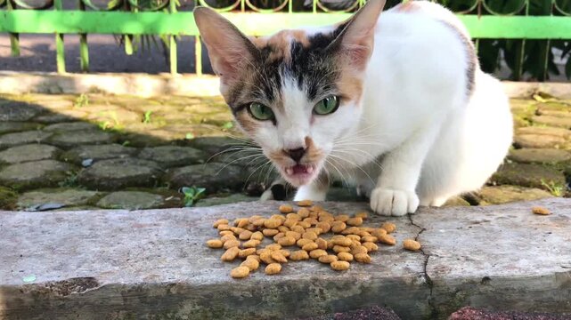 close-up of a calico cat focused on eating a small pile of dry kibble scattered on a concrete ledge. Calico cats are characterized by having three fur colors: white, black, and orange.