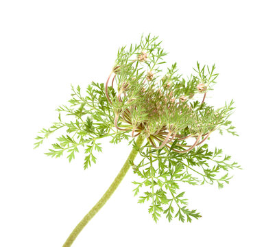 Flora of Gran Canaria -  Daucus carota, wild carrot starting to flower