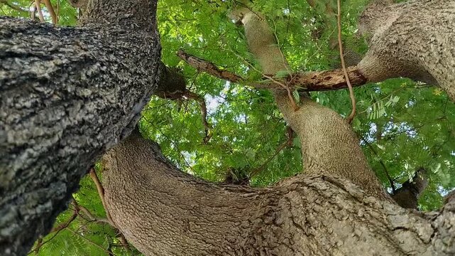 The tamarind tree (Tamarindus indica) is growing abundantly. This tree offers comprehensive benefits, from health to the environment