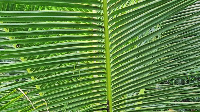 Close up upward camera movement along green palm leaf with central stem and parallel ribs, tropical foliage texture with natural pattern and lines in outdoor environment