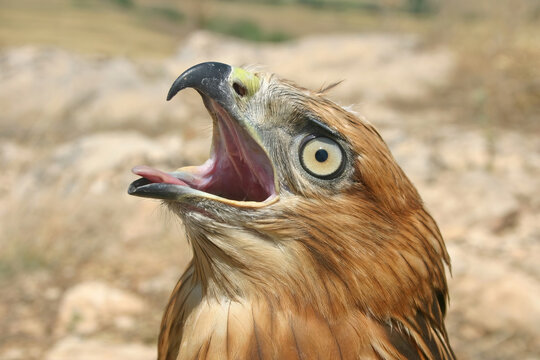 A side view of the Long-legged Buzzard&rsquo;s head and its open beak. A macro shot showing the sharp eye structure and beak details.