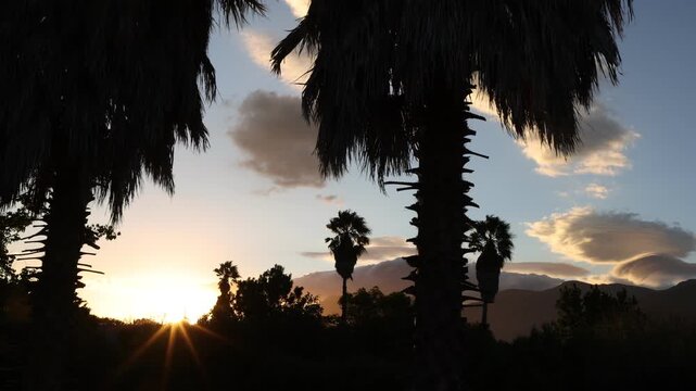 palm trees and sunset, Stanford, South Africa